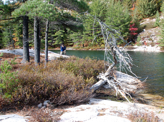 'Bent Pine'... A. Y. Jackson at Grace Lake