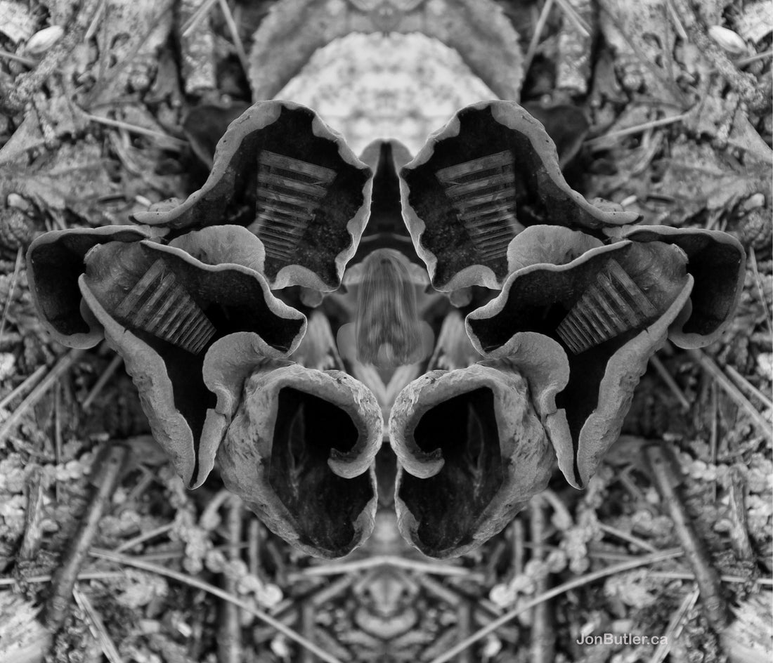 The Beauty and Importance of Mushrooms