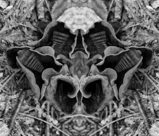 The Beauty and Importance of Mushrooms