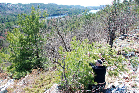 October Haze by Franklin Carmichael