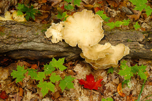 When is the First Day of Fall? Autumnal Equinox 2023