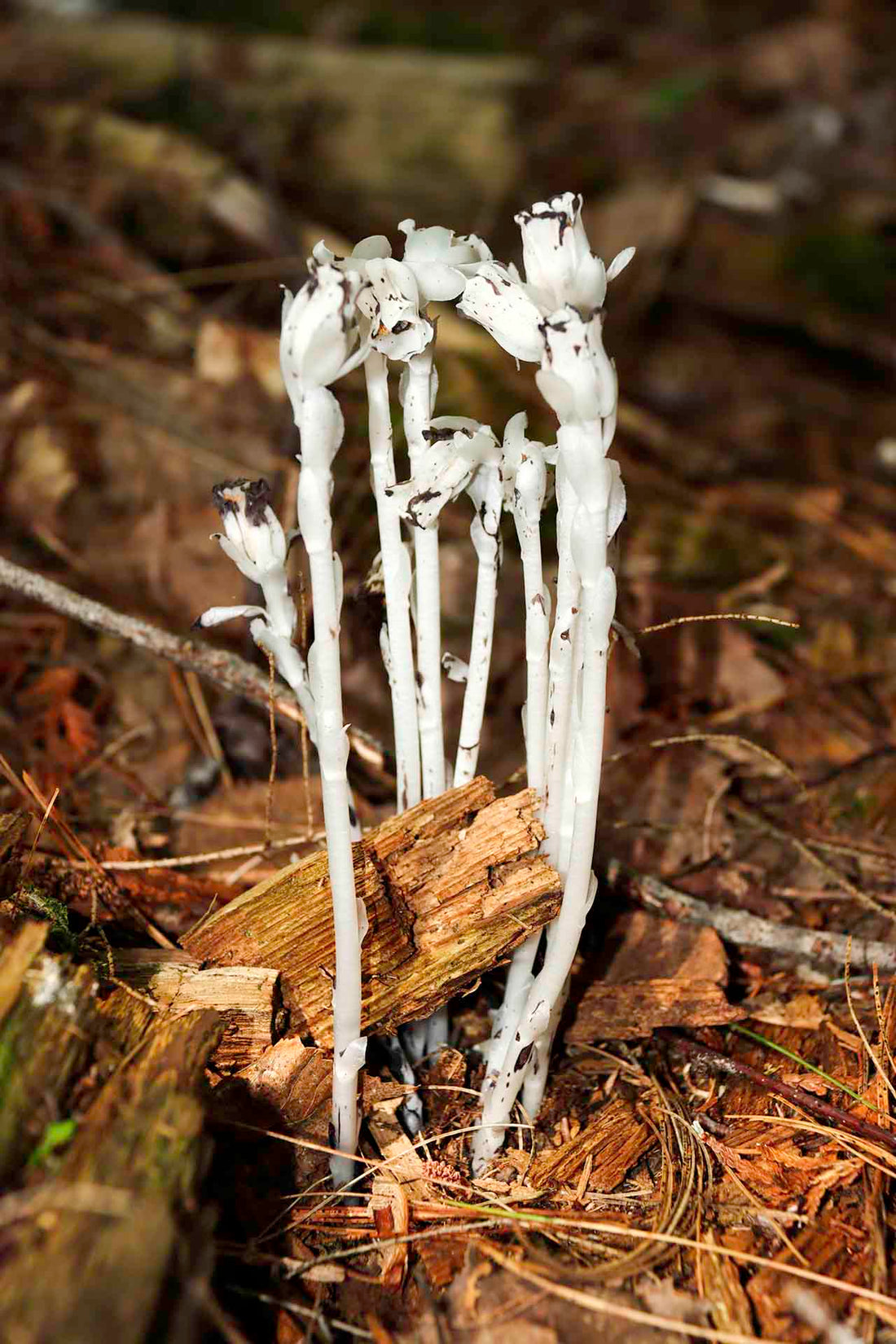 Ghost Pipe